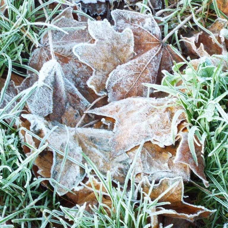 [frosted-leaves5.jpg]
