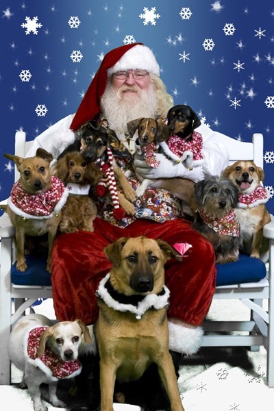 [perro%2520gorritos%2520navidad%2520%252822%2529%255B5%255D.jpg]