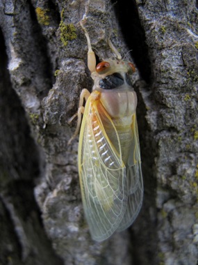 cicada hanging