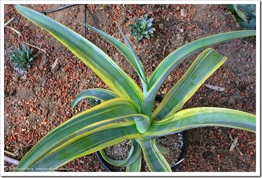 150221_Agave-vilmoriniana-Stained-Glass_003