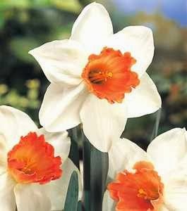 [Narcisssus%255B2%255D.jpg]