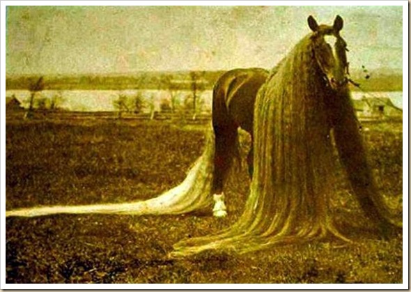 Linus le cheval aux crins les plus long du monde (5)