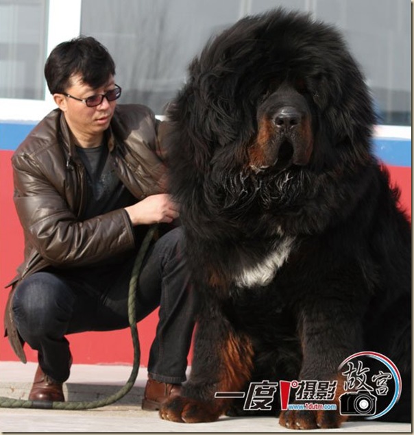 Dogue du Tibet ou Mastiff Tibétain 9