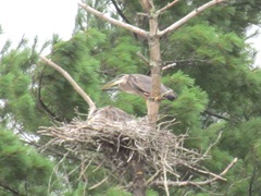 great blue heron in nest1. 7.25.2013