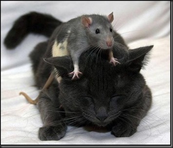 rat on cat