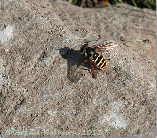 20-hoverfly