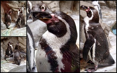 Penguins collage