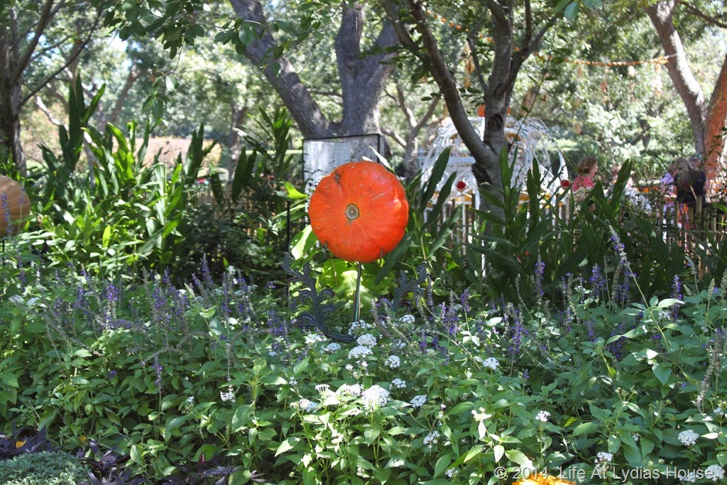 [Dallas-Arboretum---pumpkin-festival-%255B9%255D.jpg]