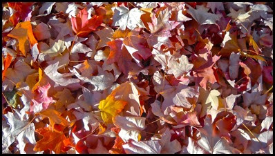 autumn leaves2