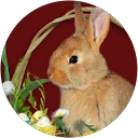 Image Google de nathalie chagnon