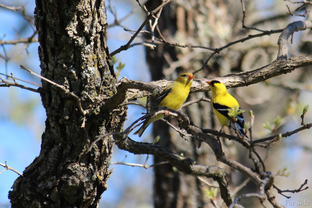 [Pair%2520of%2520Goldfinches%2520May%252023%255B10%255D.jpg]