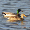 Mallard Duck pair