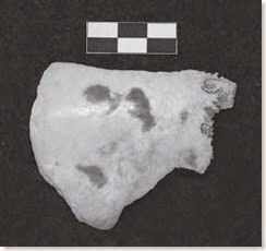 Trozo de cráneo humano con muestras de haber sido cocico - Cova d´En Pardo