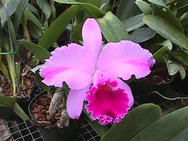[orchidea%255B4%255D.jpg]