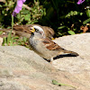 Leucistic House Sparrow