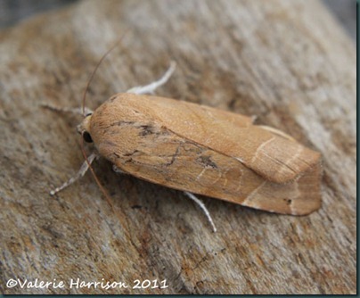 broad-bordered-yellow-underwing