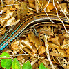 (American) Five-lined Skink