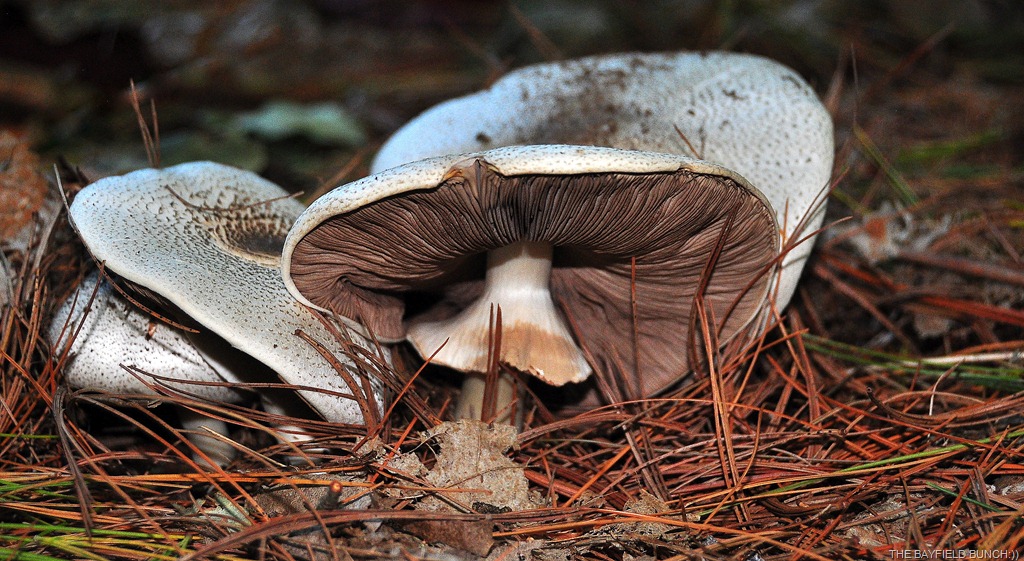 [DSC_0013%255B4%255D.jpg]