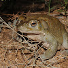 Sonoran Desert toad