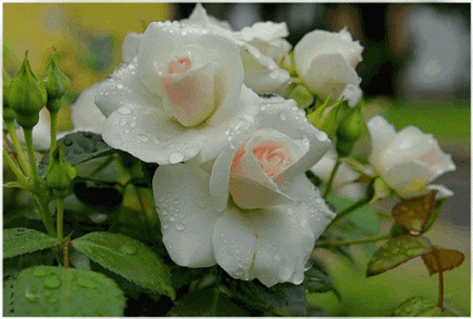 rosas+mexendo.gif