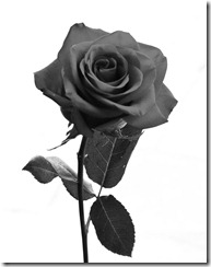 Rose_Stock_by_BreAnn-2_thumb1.jpg