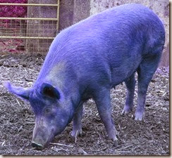 pig blue