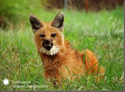 Amazing Animal Pictures The Maned Wolf (3)
