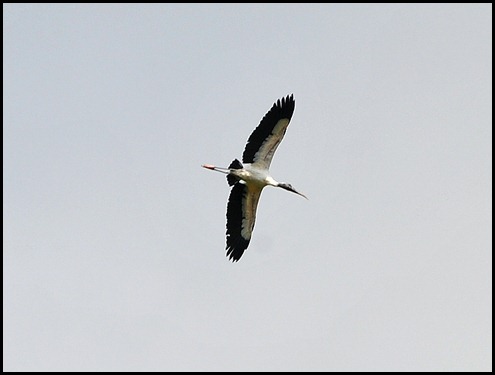 13 - Woodstork flying overhead