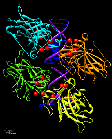 p53 structure showing four domains