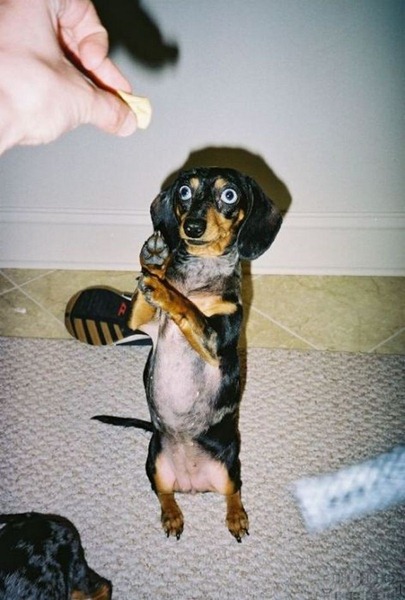 [dogs_061%255B2%255D.jpg]