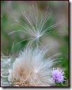 Canada thistle seed 