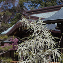 結城神社,梅花(KS2_1931,55 mm,f-2.2,KS2)2015yaotomi_.jpg