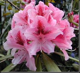 Rhododendron_rouge