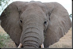 October 19 2012 one VERY close elephant encounter!