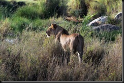 October 18 2012 lioness