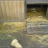 Jugendfarm Moritzhof - Meerschweine