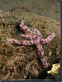 IMG_6252 IMG_6252