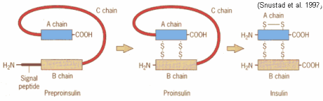 Peptide Hormone : Pancreatic secetions -2