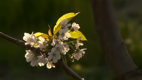 flor+branca.gif