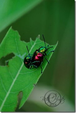 cr-shinny-beetles