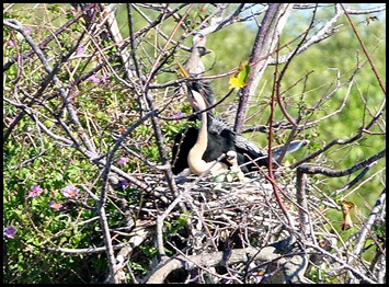 04c - Anhinga chicks in nest