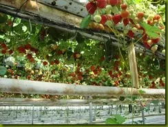 strawberry_fields_lovely_Funzug.org_08