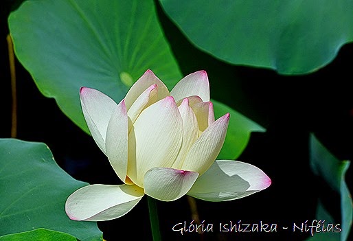 Glória Ishizaka - ninféia - flor de lotus