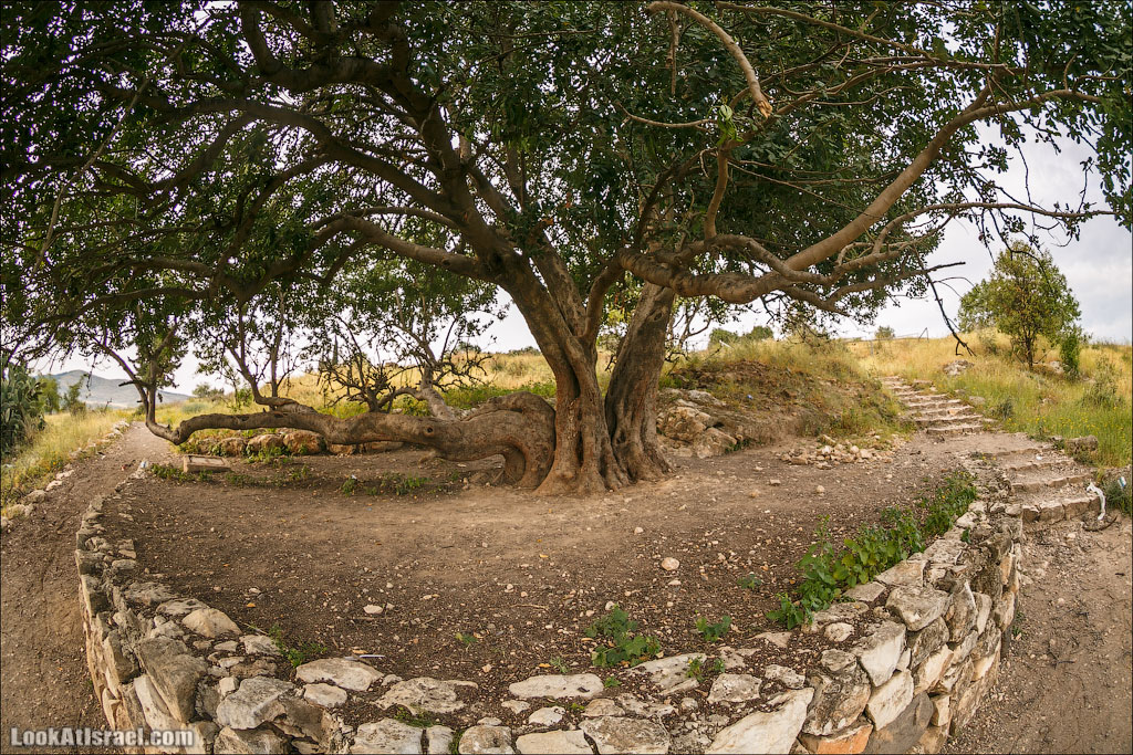 LookAtIsrael.com: Фото-блог о путешествиях по Израилю. Тель Авив, Иерусалим, Хайфа Затем утренний кофе-чай-арбуз и отправляемся в первый коротенький поход 