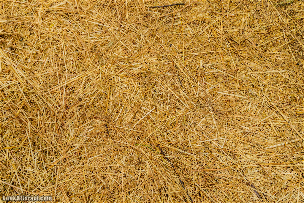 Неот Кдумим - Заповедник библейской природы | נאות קדומים