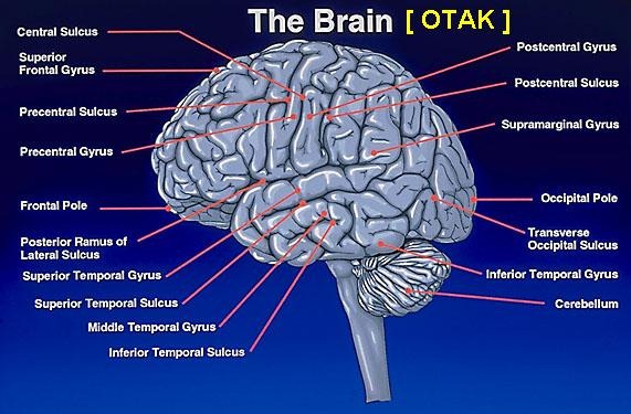 [fakta%2520tentang%2520otak%2520manusia%255B5%255D.jpg]