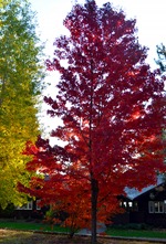 fall color_90