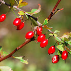 American Bayberry