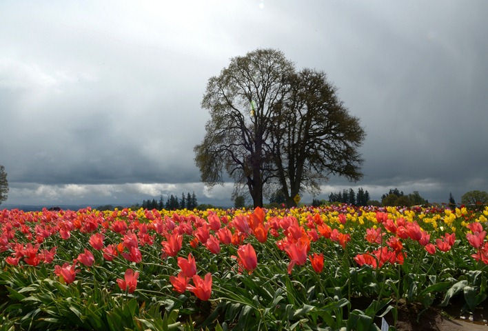 Woodburn Tulips_002