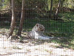 2007.09.14-015 tigre blanc